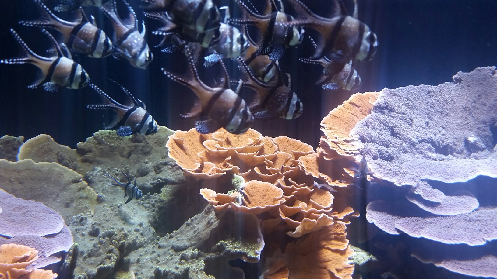 Loveland Aquarium, Salt Lake City, Utah