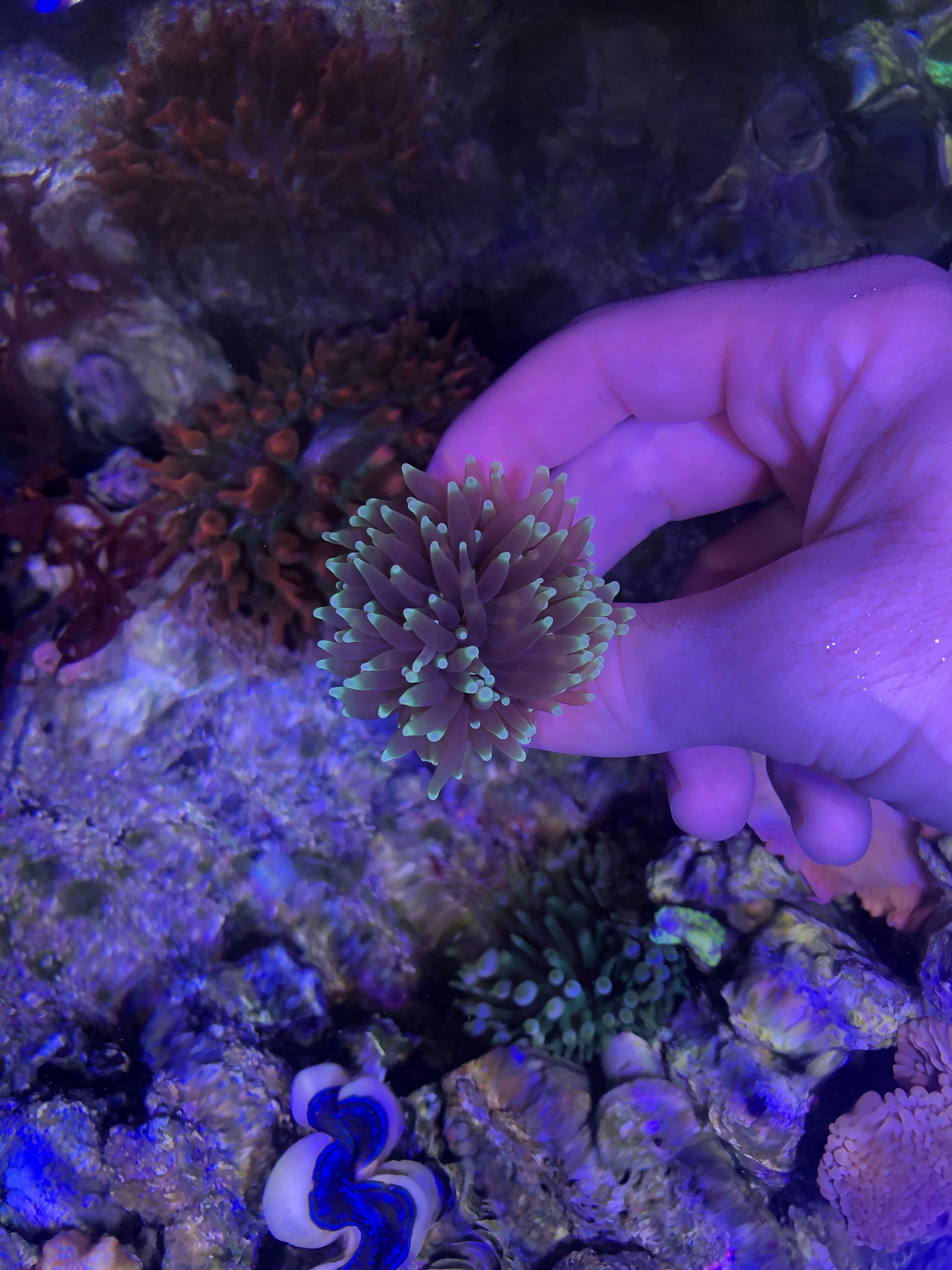 Corals for sale (Nem, zoas, shrooms, chalice, lepto, torch)