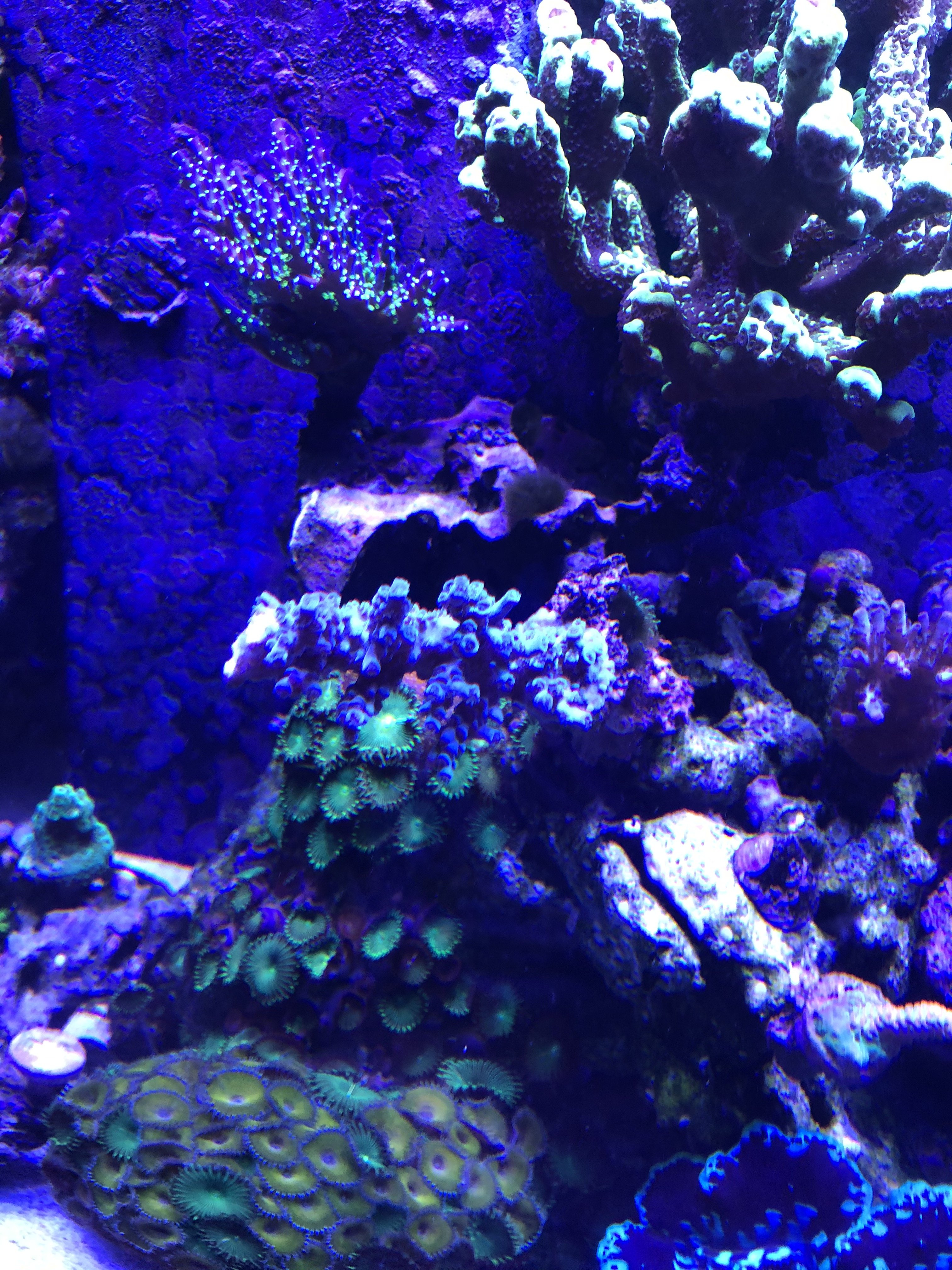 Coral - SPS ,Zoas and Ricordias: 07003 Frags