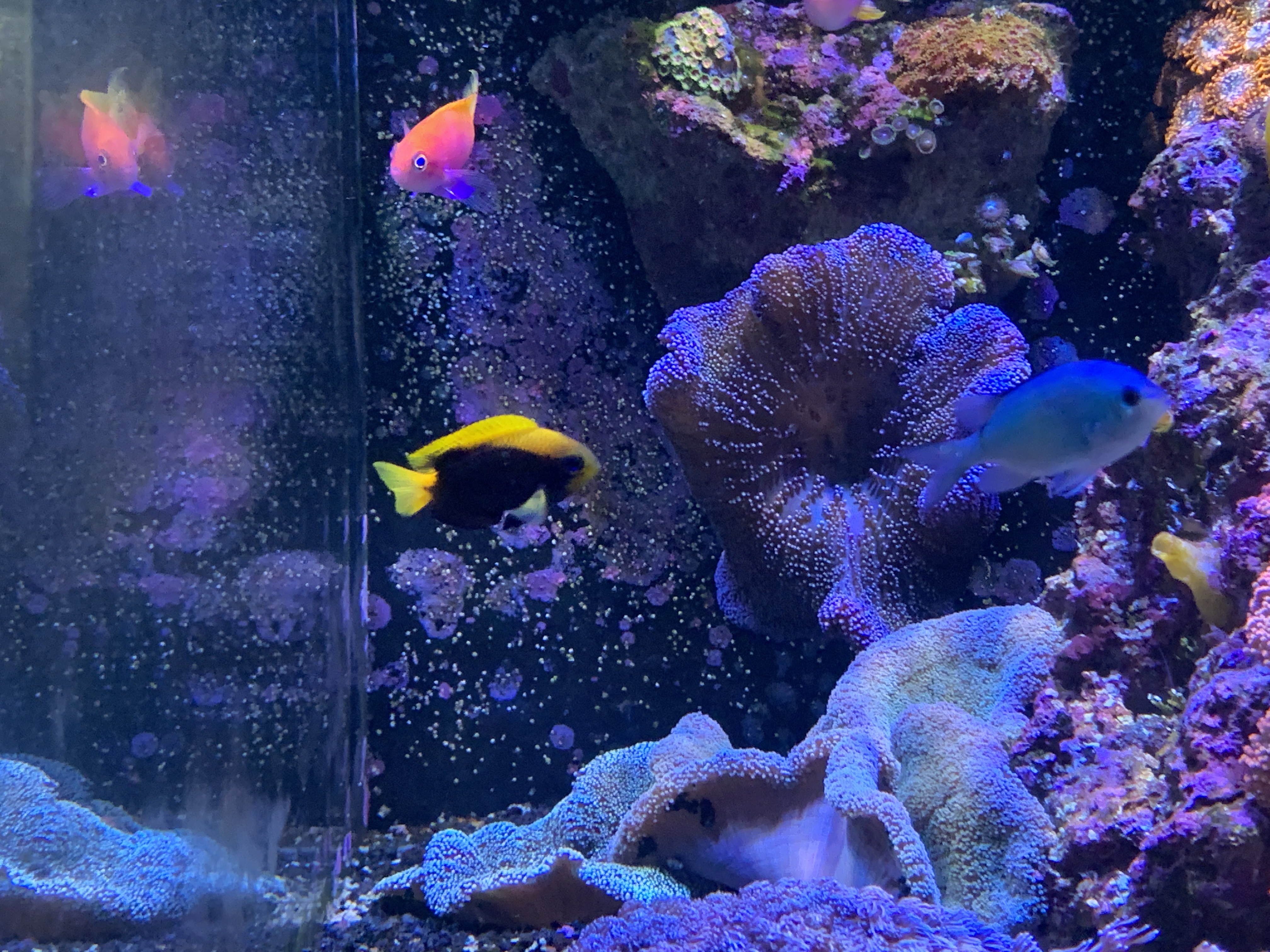 For Sale Purple Haddoni Carpet Anemone