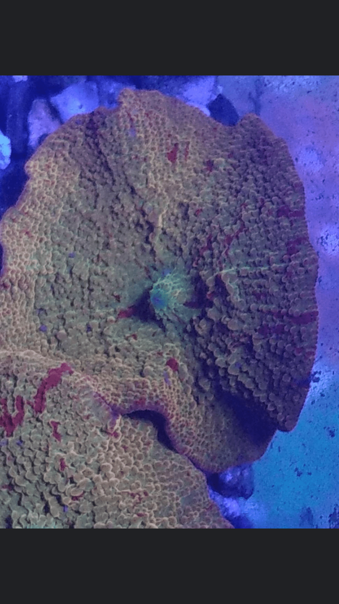 Coral Jawbreaker Discosoma Mushrooms DUMONT NJ