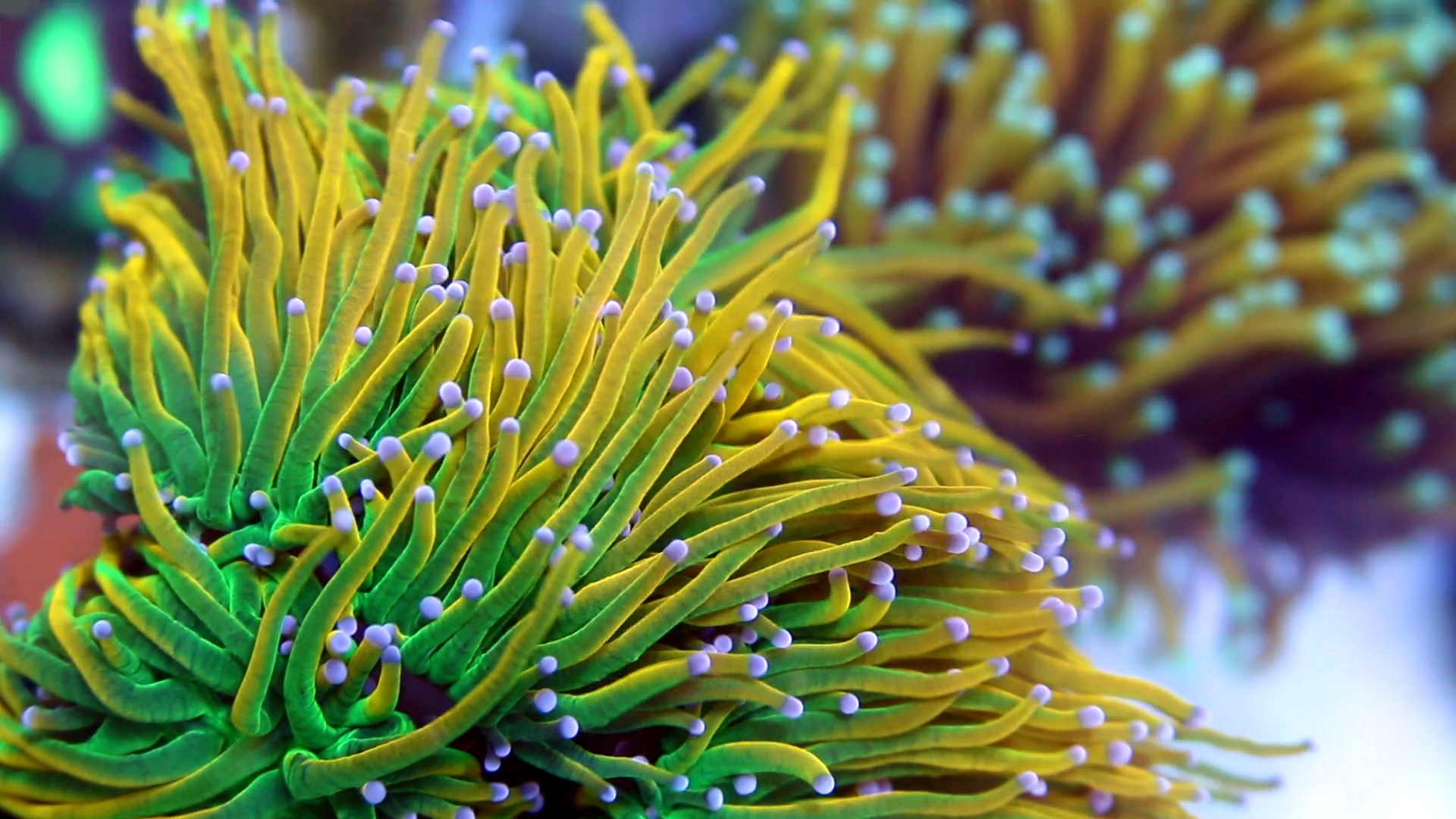 Coral Jiggy Holy Grail Torch