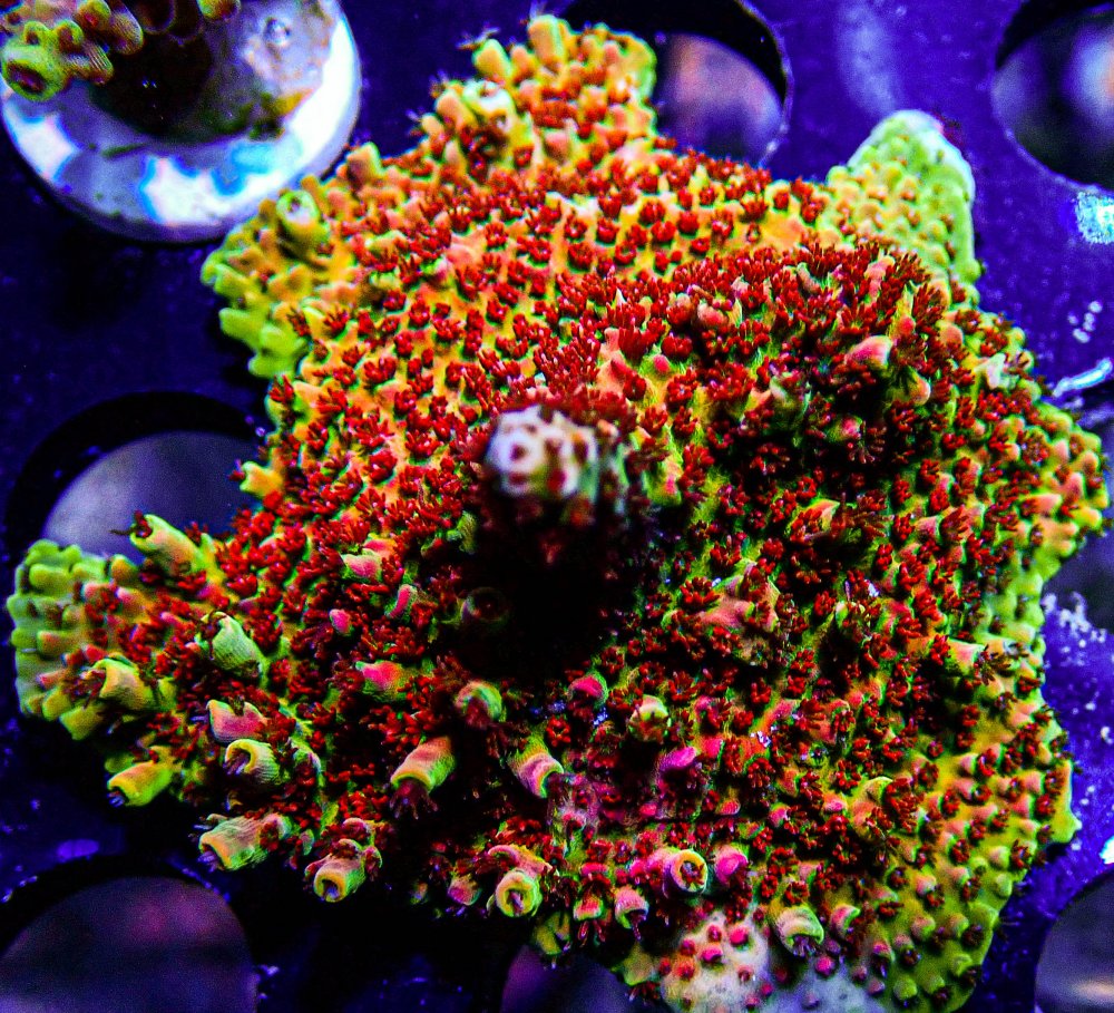 UC Gumdrop Acro Colony -234.JPG