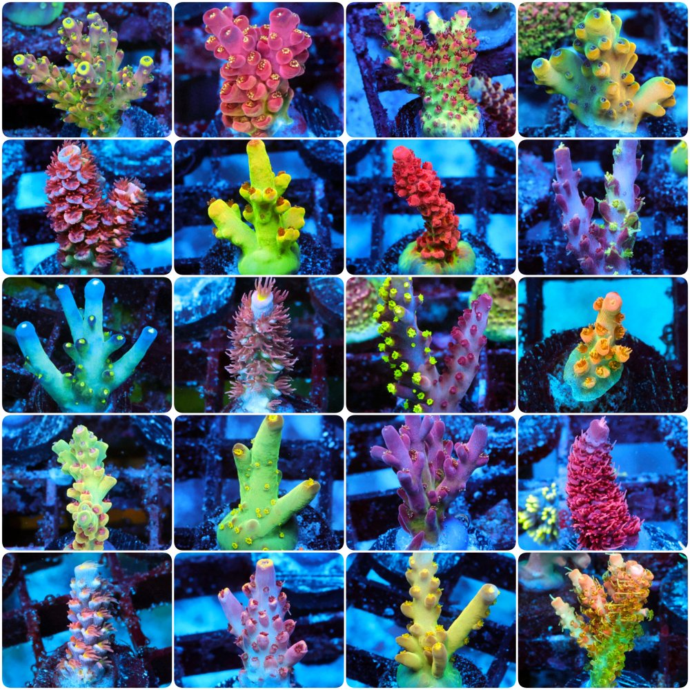 incollage_save 81.JPG