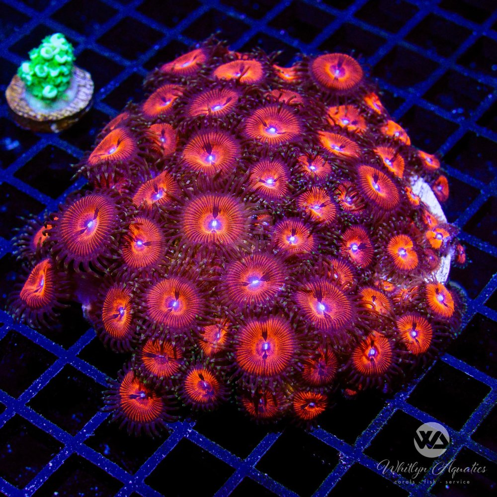 CoralAuction58_eb4ef5f5-5ce3-461f-864c-447a8d7448c4.jpg CoralAuction58_eb4ef5f5-5ce3-461f-864c-447a8d7448c4.jpg