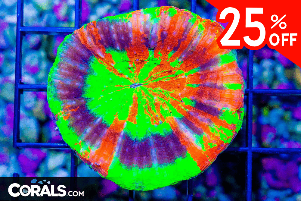 Untitled design(20) 4.03.10 PM.png