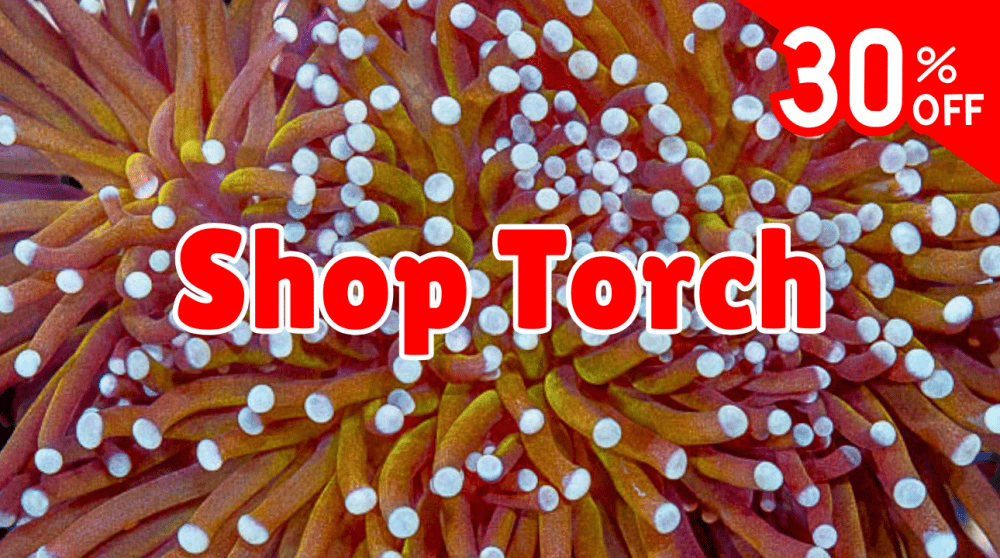 Shop Torch.png