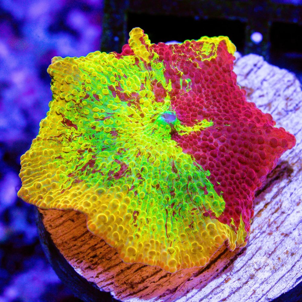 CoralAuction42_4b78490c-85da-440a-b034-a12c578da008.jpg