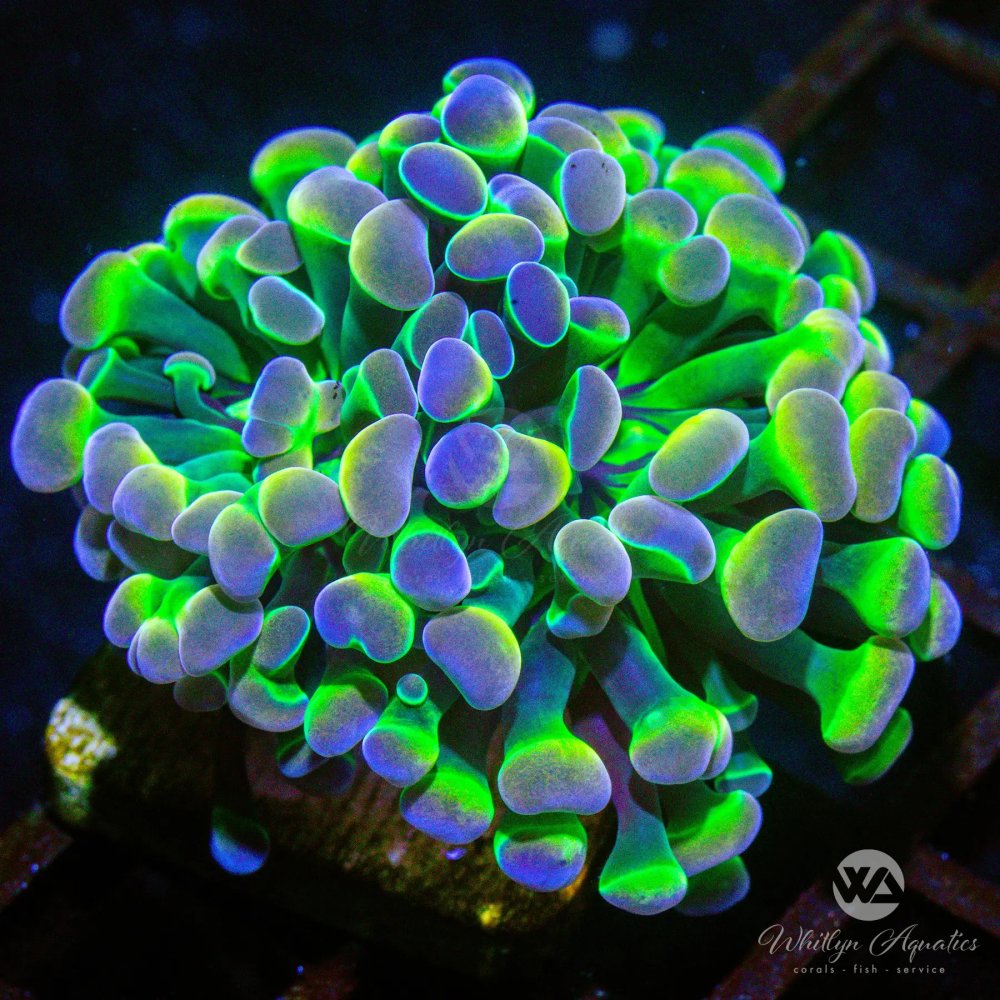 CoralAuction52_057c128a-3ee5-44fa-aed7-3f4c9884c80c.jpg CoralAuction52_057c128a-3ee5-44fa-aed7-3f4c9884c80c.jpg