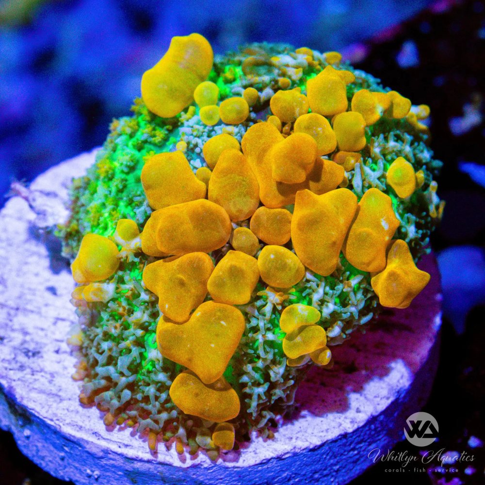 CoralAuction40_fae19868-9793-4b94-ae74-d542023cd02d.jpg