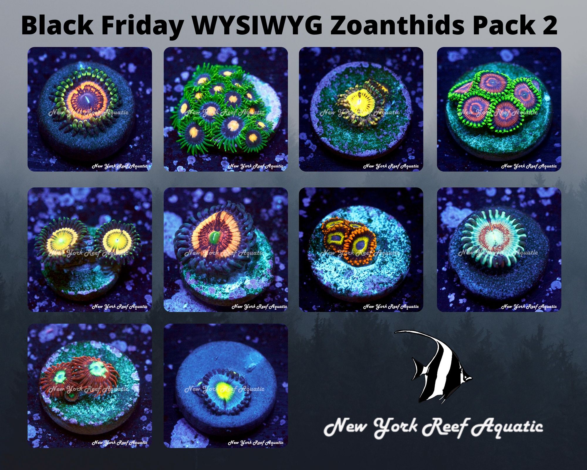 Zaonthids Pack 2.jpg