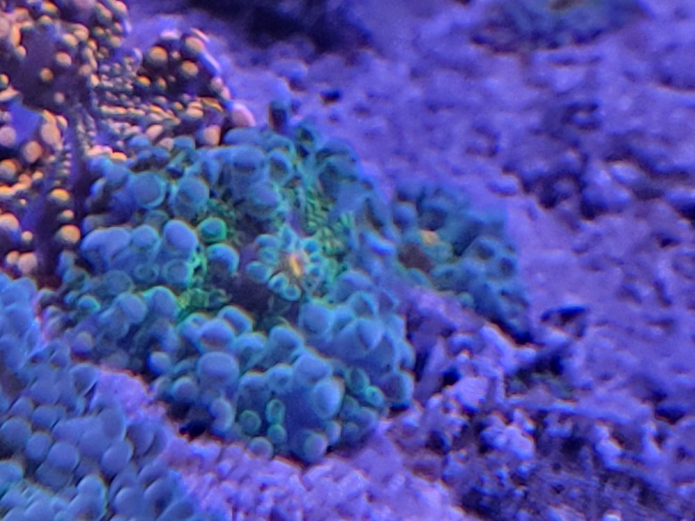Blue_green yuma.jpg