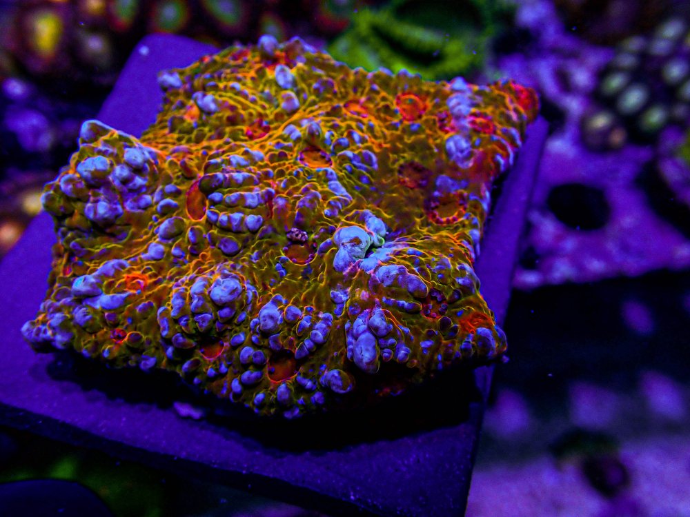 UC Glamourshot Chalice Colony -212.JPG