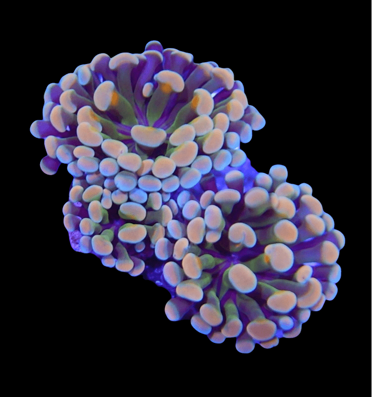 PhotoRoom-20220223_213527.png PhotoRoom-20220223_213527.png