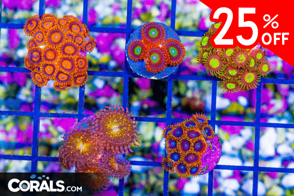 Untitled design(29).png
