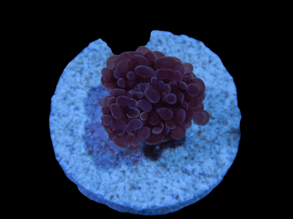 PhotoRoom-20211223_114957.png PhotoRoom-20211223_114957.png