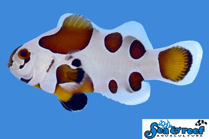 s&r_mocha_storm_clownfish.jpg s&r_mocha_storm_clownfish.jpg