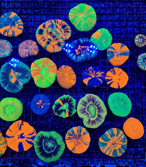 IMG_9637 Medium.jpeg