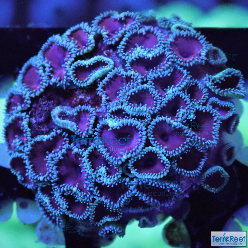 IMG_8118-Purple-Death-Palythoa.jpg IMG_8118-Purple-Death-Palythoa.jpg