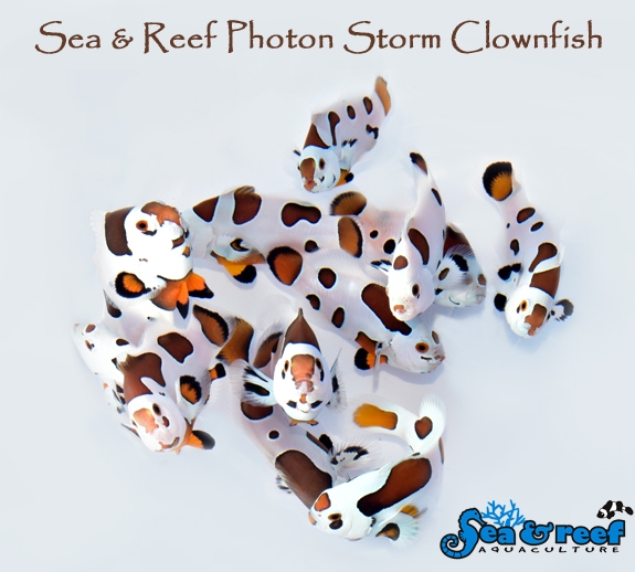 SR_Photon_Storm_Group.jpg SR_Photon_Storm_Group.jpg