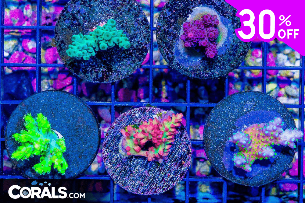 Untitled design(23).png