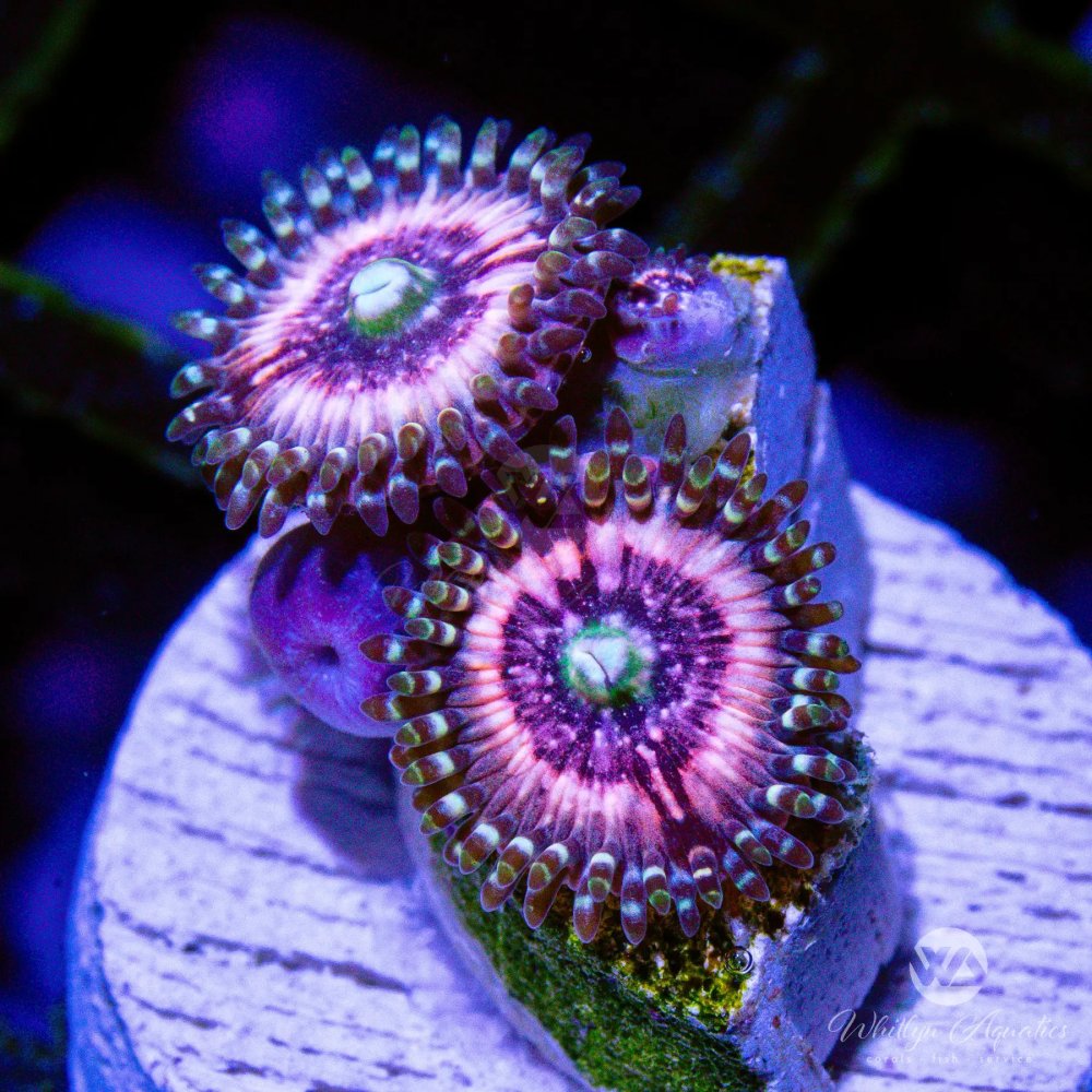 CoralAuction11_fead11e5-7da8-4394-913c-fba7a7de8c3d.jpg CoralAuction11_fead11e5-7da8-4394-913c-fba7a7de8c3d.jpg