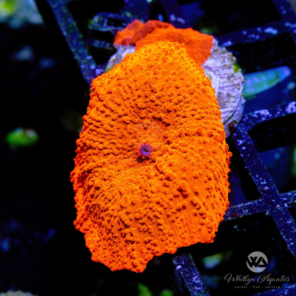 CoralAuctionA2.jpg CoralAuctionA2.jpg