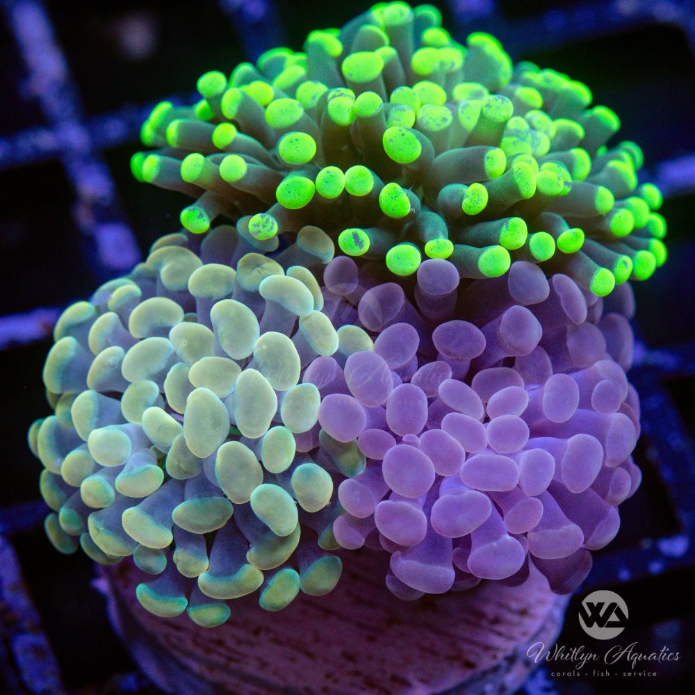 CoralAuction45_e831afcb-7920-4924-af34-d2bb9a9c27d8.jpg CoralAuction45_e831afcb-7920-4924-af34-d2bb9a9c27d8.jpg