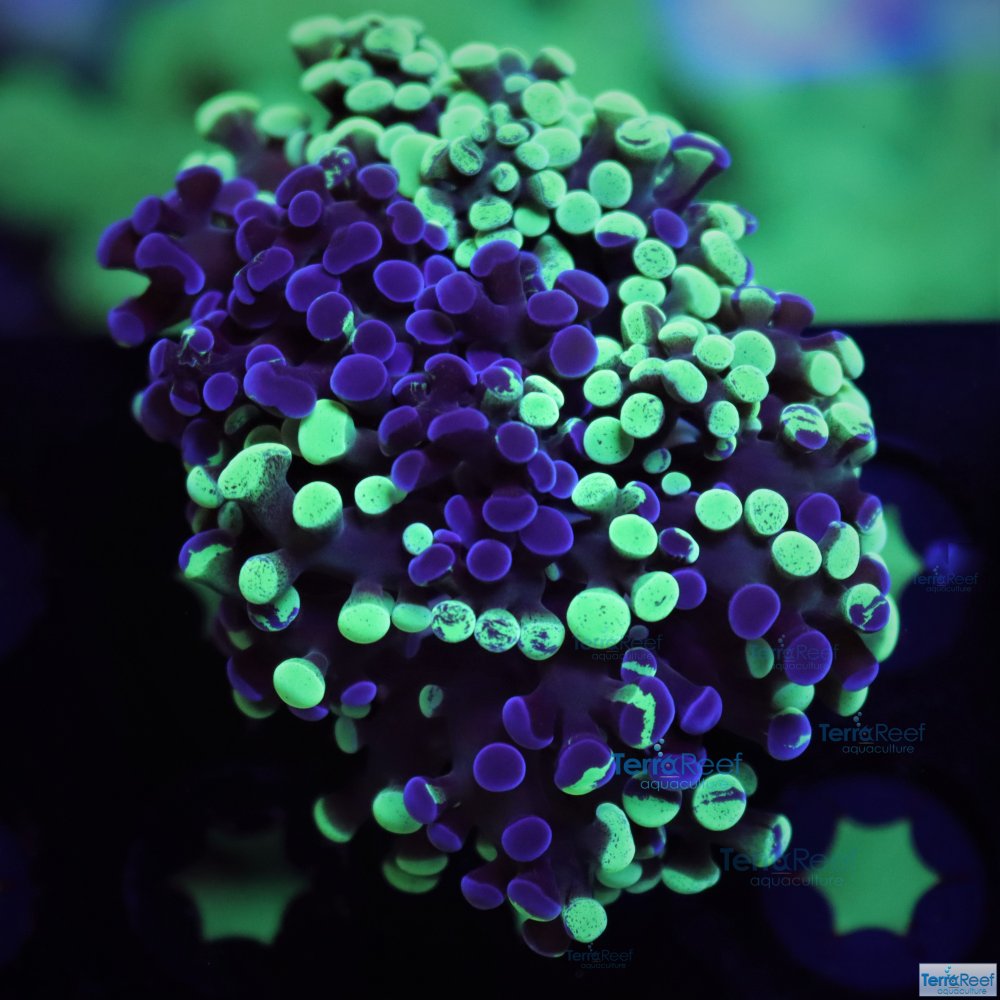 IMG_7995-Bicolor-Sweet-Frogspawn-coral-purple-Green-bicolor.jpg IMG_7995-Bicolor-Sweet-Frogspawn-coral-purple-Green-bicolor.jpg
