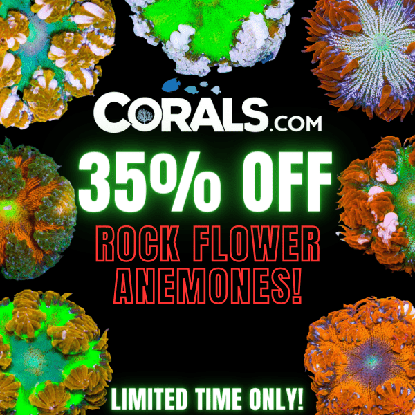 scoly sale (600 × 600 px)(3).png scoly sale (600 × 600 px)(3).png