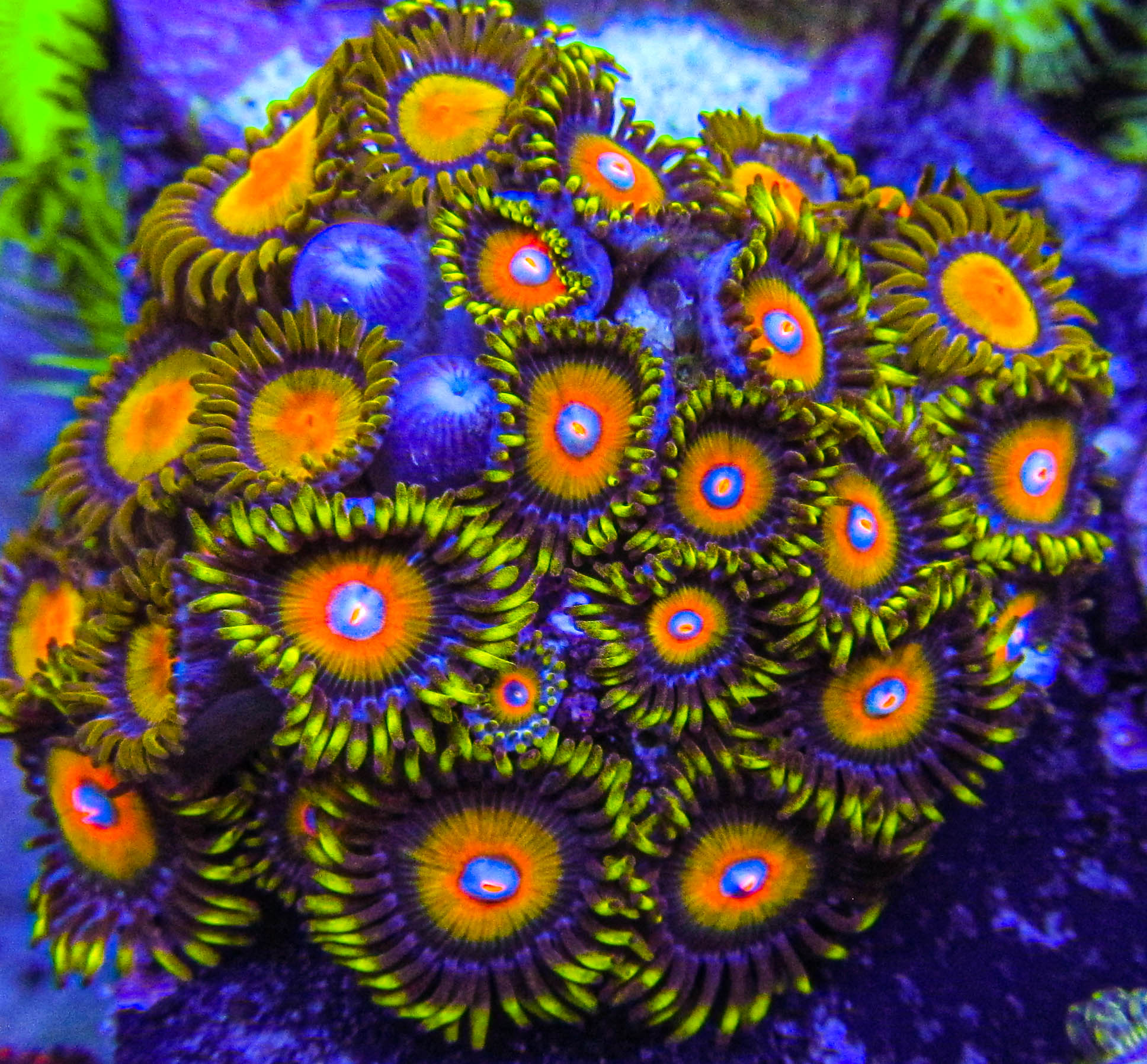 Ultra Zoa-174.JPG