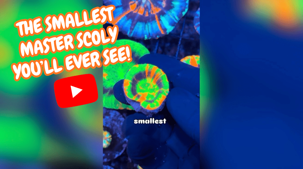 master video.png