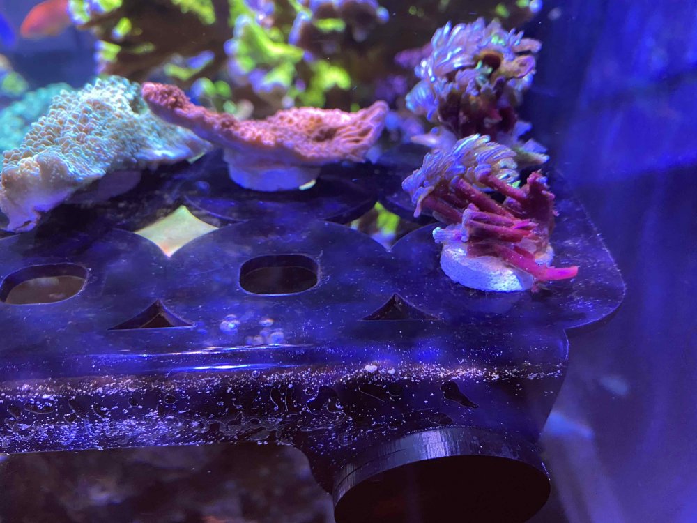 corals.jpg corals.jpg