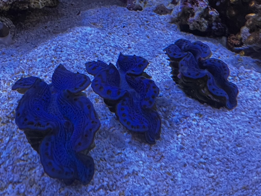 Maxima Clams for Sale