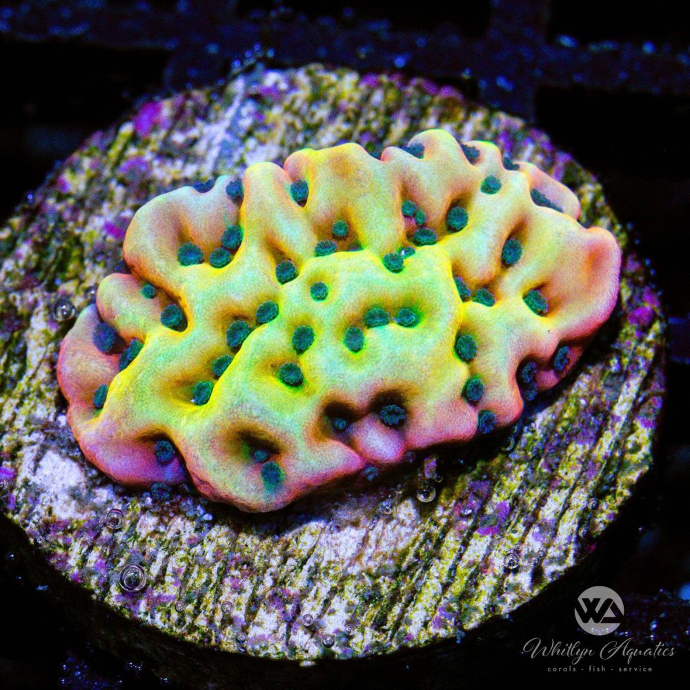 CoralAuction44_1bc5c1db-1a97-4e69-a508-e6fbcb2e0a98.jpg CoralAuction44_1bc5c1db-1a97-4e69-a508-e6fbcb2e0a98.jpg