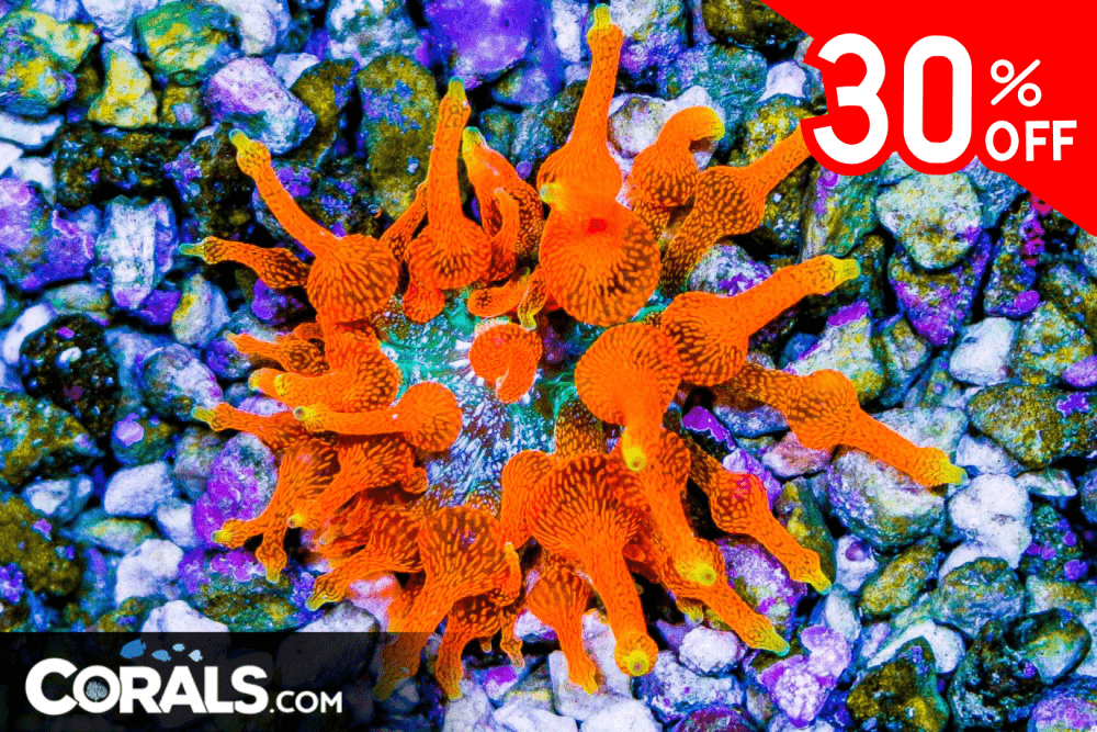 Untitled design(159).png