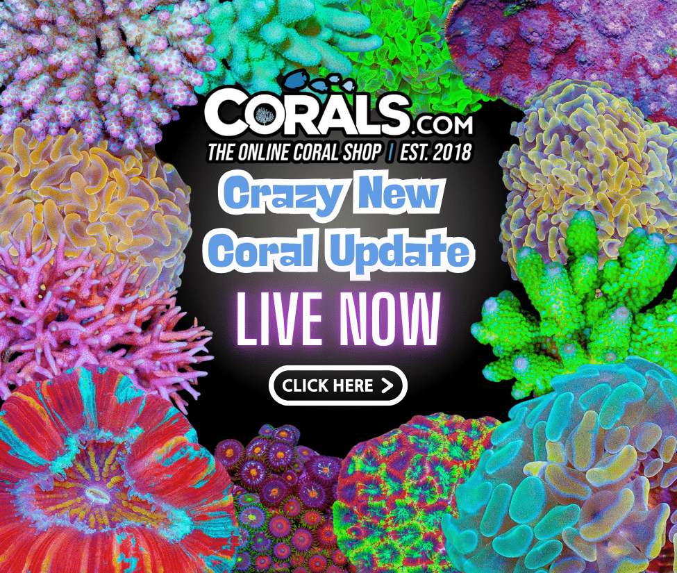 new coral(27).png