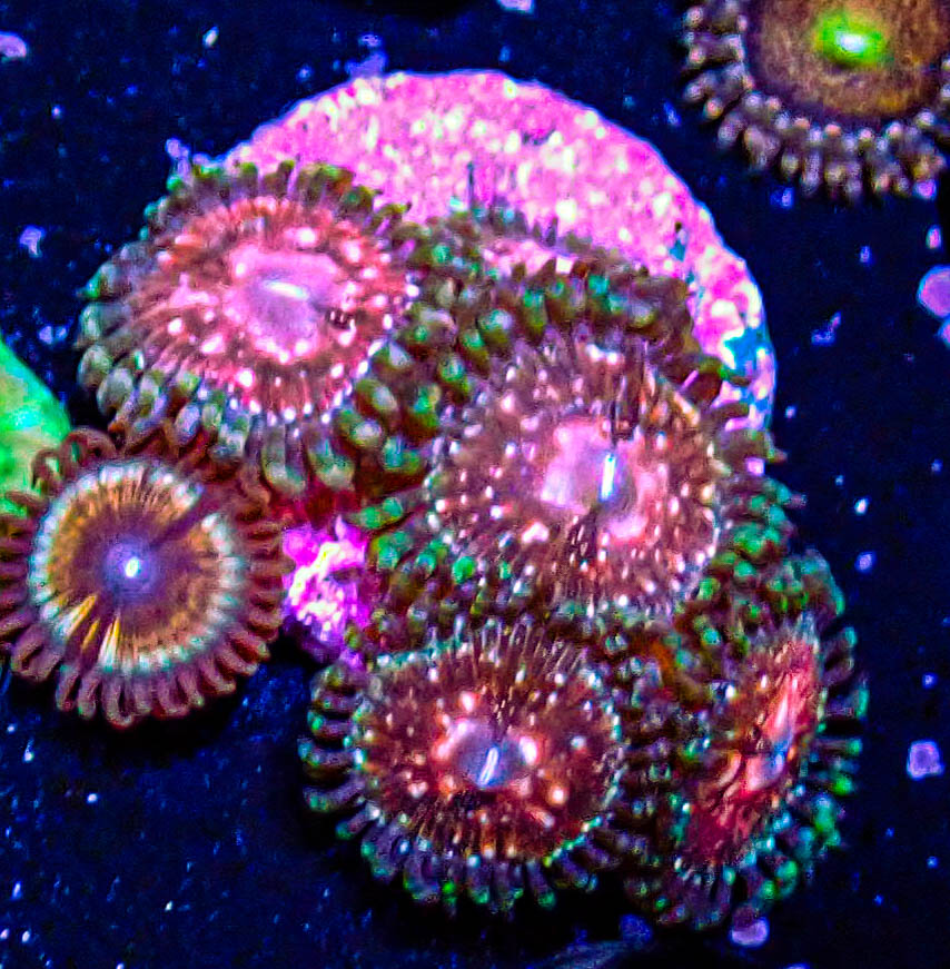 UC Strawberry Wine Zoas -174.JPG