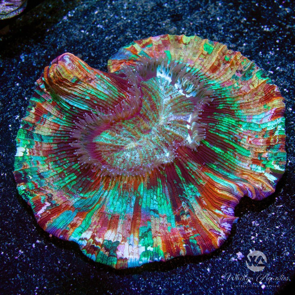 CoralAuction51_ea9e2689-084b-46fa-b81c-3d3324f4a8c1.jpg CoralAuction51_ea9e2689-084b-46fa-b81c-3d3324f4a8c1.jpg