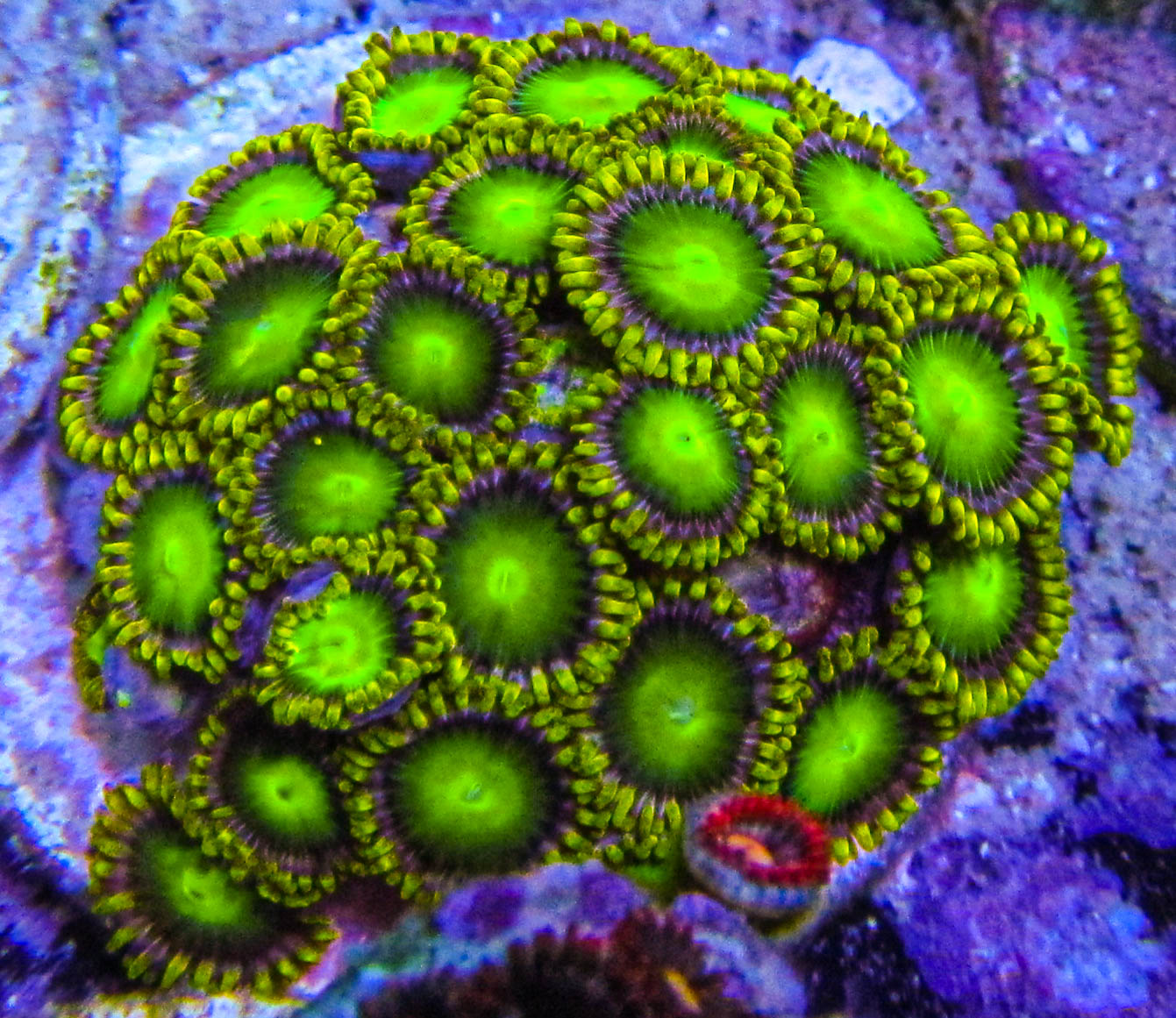 Ultra Zoa 55.JPG