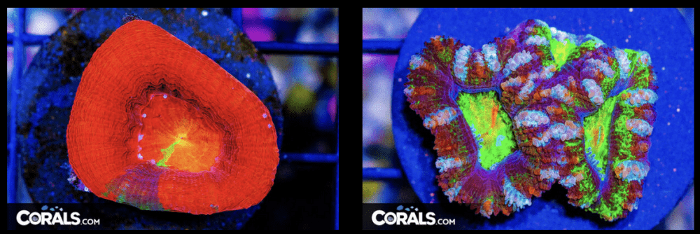 Screenshot 2026-03-02 at 3.52.27 PM.png