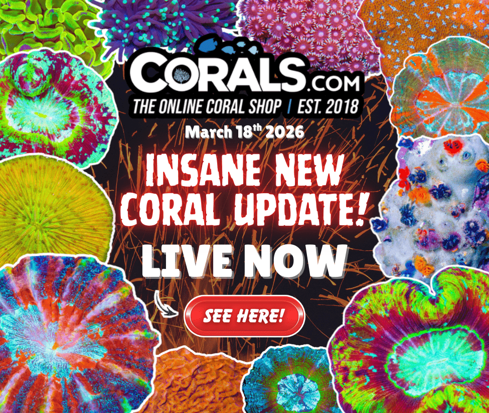 3.18 new coral.png