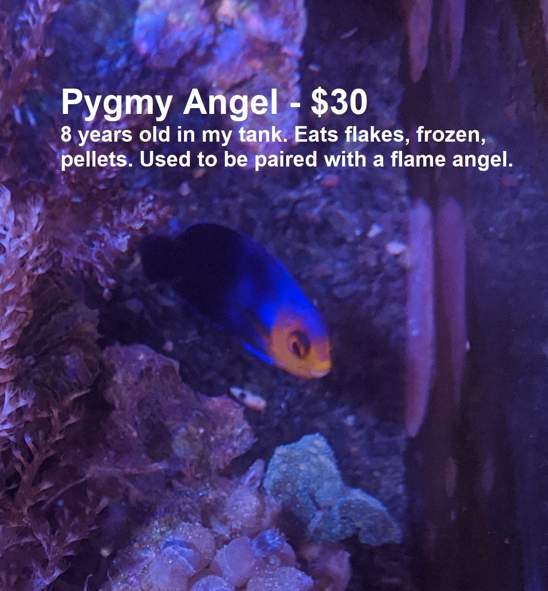 Pygmy.jpg Pygmy.jpg