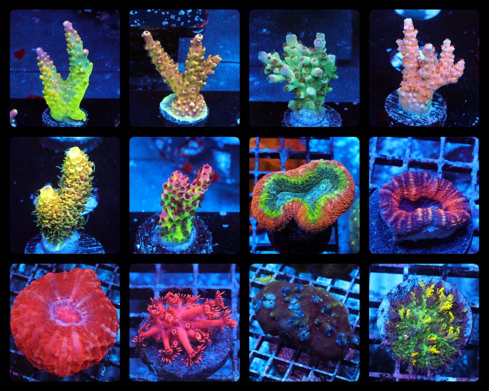 incollage_save 91.JPG