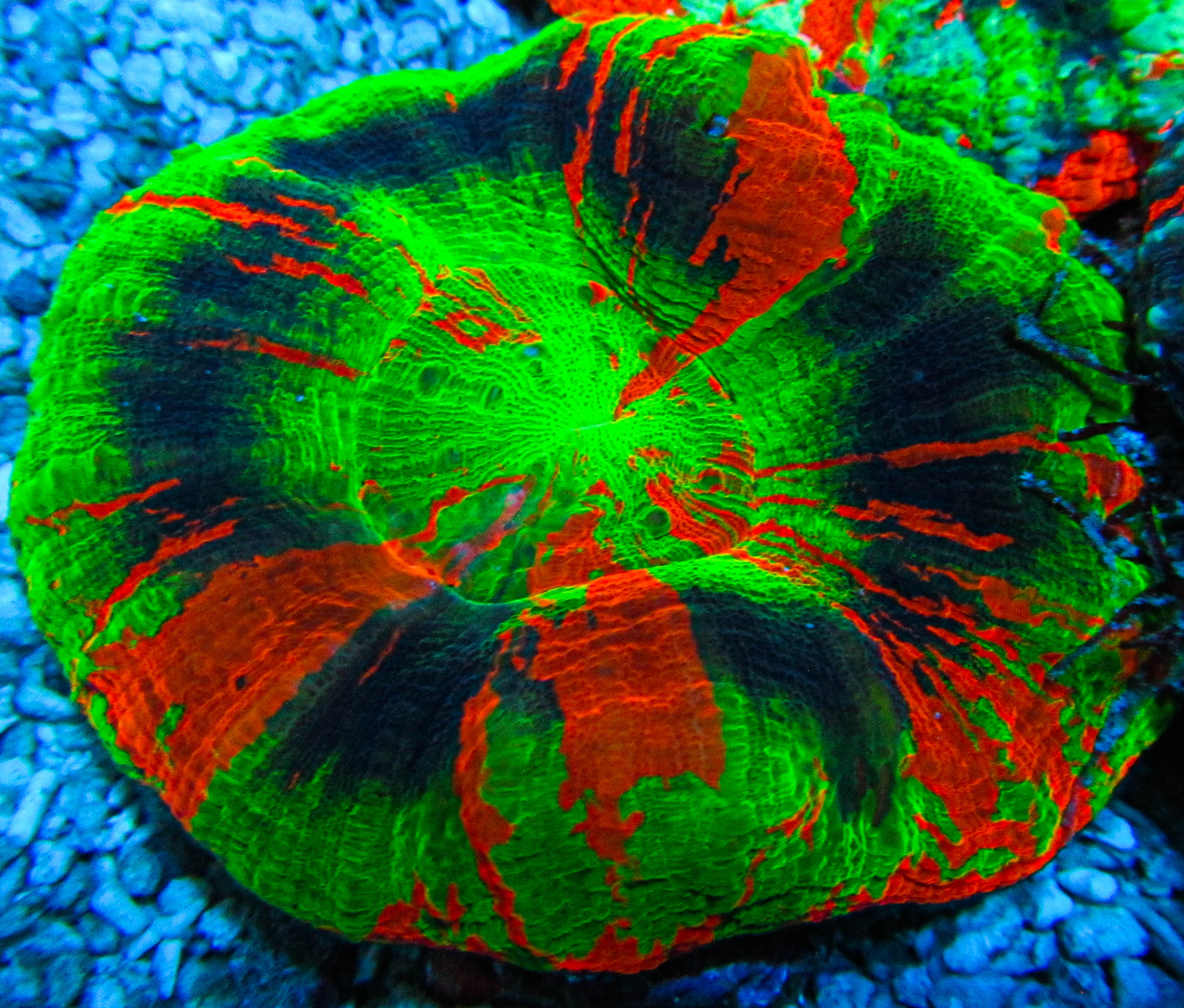 Ultra Master Scoly-1.jpg Ultra Master Scoly-1.jpg