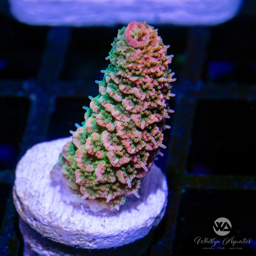 CoralAuction49_6f0af458-6016-4ff0-82bf-5782451f2b41.jpg CoralAuction49_6f0af458-6016-4ff0-82bf-5782451f2b41.jpg