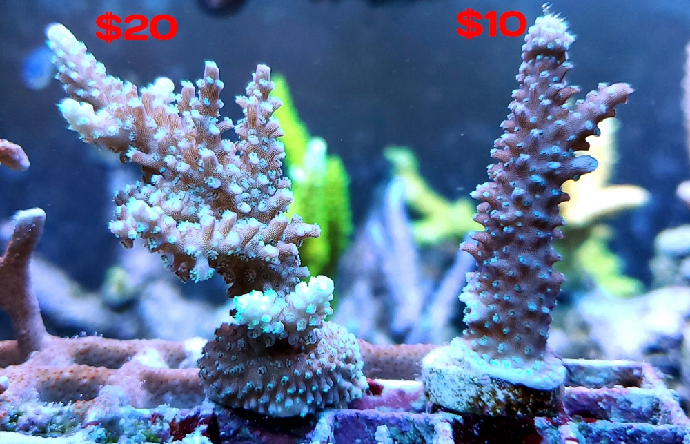 20201124_155034_resized_coral_for_sale_02.jpg