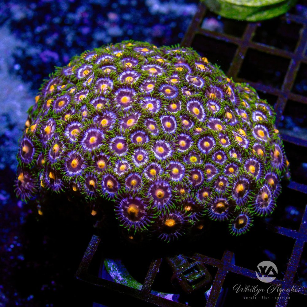 CoralAuction52_d7c28815-792c-42f5-b5ae-f8d06736ecd1.jpg