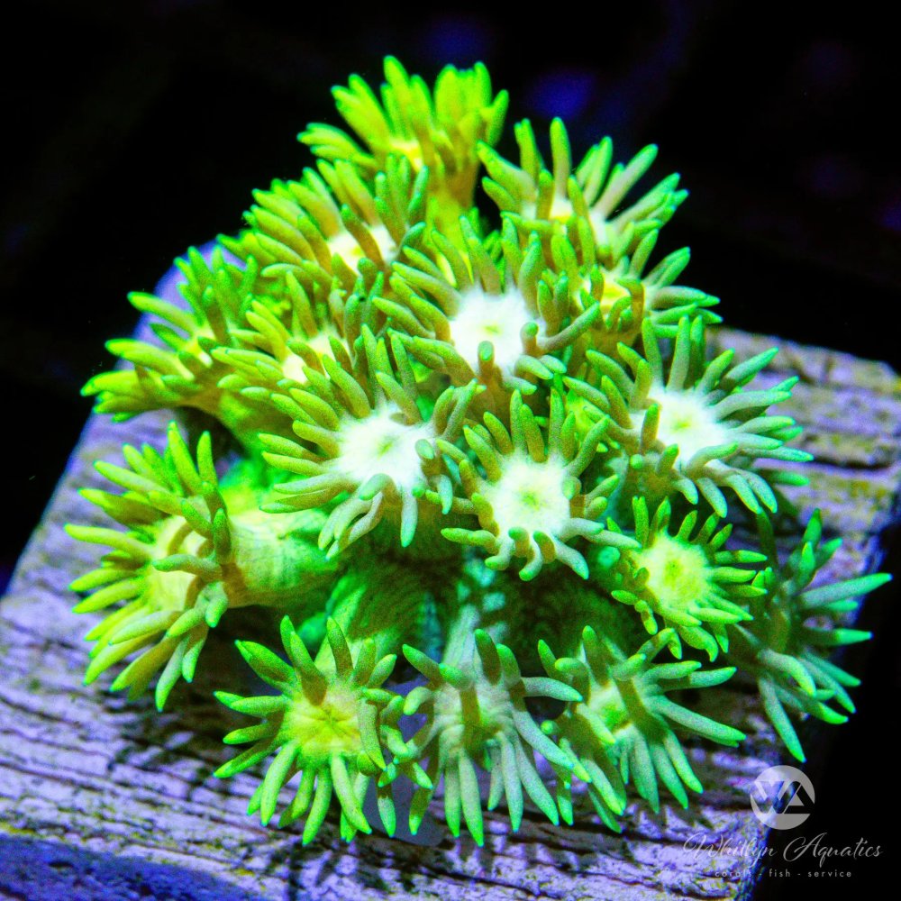 CoralAuction45_a9b1f62a-e467-4957-8531-469f5f30d128.jpg CoralAuction45_a9b1f62a-e467-4957-8531-469f5f30d128.jpg