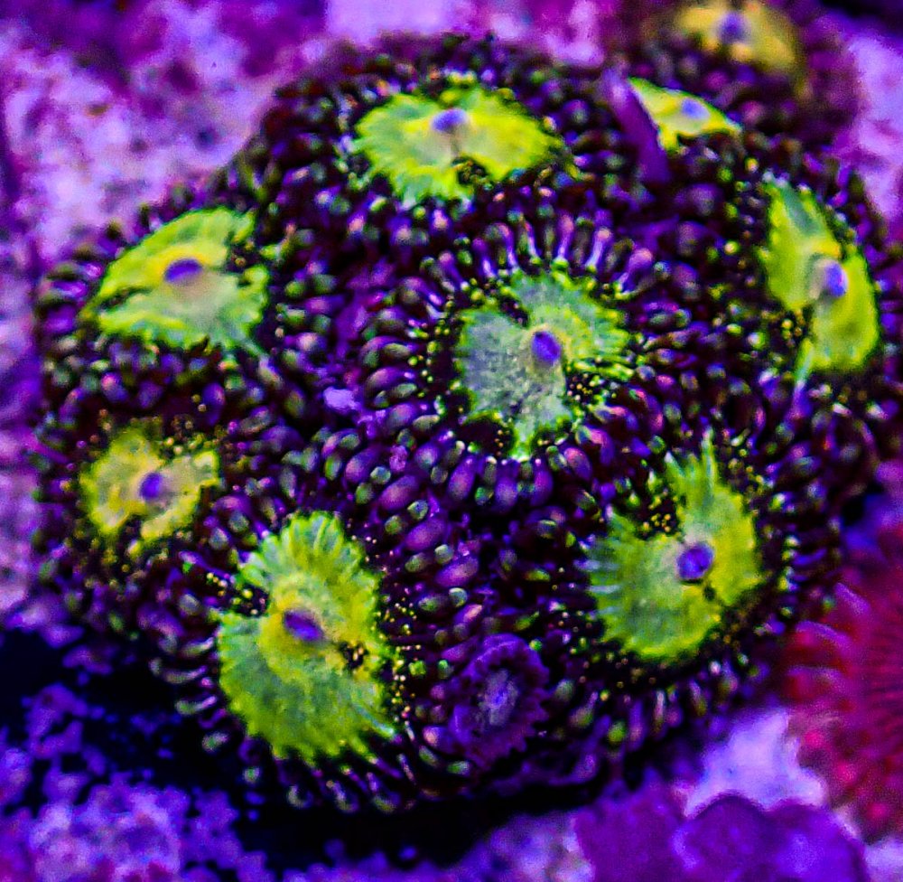 UC Glitter Bomb Zoa -196.JPG